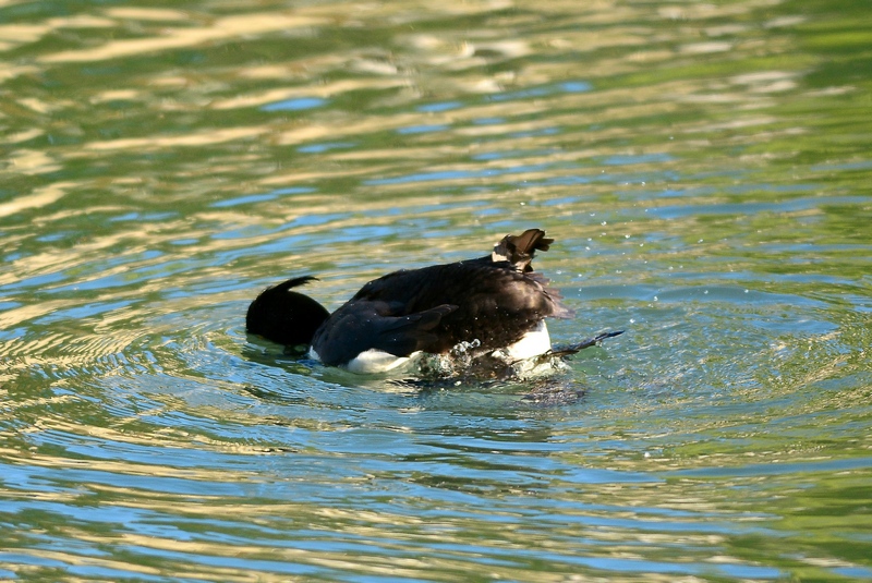 Morette che sentono la Primavera